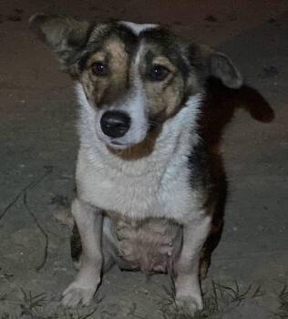 Abby -  Canaan Dog and Corgi Dog for Adoption in New York, New York - Abby | PetCurious