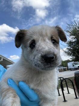 A827552 -  Shepherd and Mixed Breed Dog for Adoption in San Antonio, Texas - A827552 | PetCurious