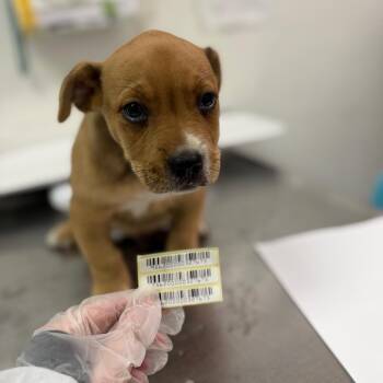 James -  Mixed Breed Dog for Adoption in Charleston, West Virginia - James | PetCurious