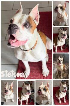 Stetson -  Boxer Dog for Adoption in Kansas City, Missouri - Stetson | PetCurious