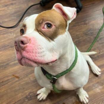 Rescue American Bulldog Dogs for Adoption in Peabody, Massachusetts - Polaris | PetCurious