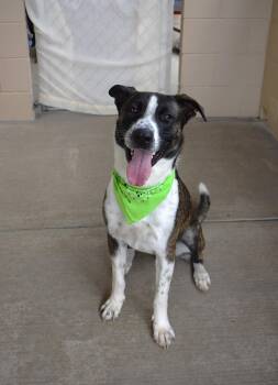 Freckle Beast -  Boxer Dog for Adoption in Mckinney, Texas - Freckle Beast | PetCurious