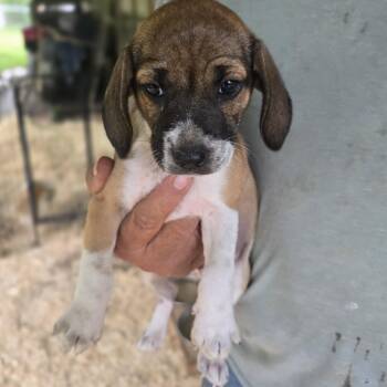 Rebel -  Beagle and Basset Hound Dog for Adoption in Zaleski, Ohio - Rebel | PetCurious
