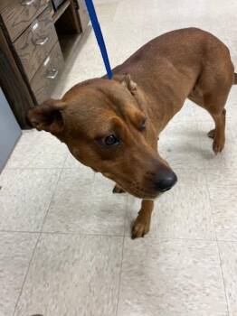 Rescue Labrador Retriever and Mixed Breed Dogs for Adoption in Conroe, Texas - A415696 | PetCurious