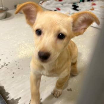 SAS-A-91601 -  Mixed Breed Dog for Adoption in Milton, Florida - SAS-A-91601 | PetCurious