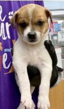 Pesto -  Mixed Breed Dog for Adoption in Lawrenceville, Georgia - Pesto | PetCurious