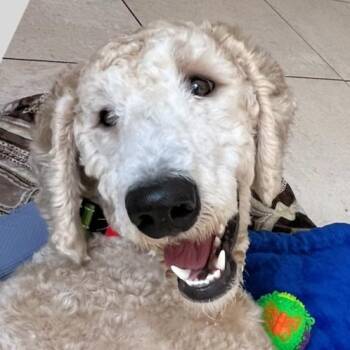 Golden Retriever and Standard Poodle Dogs Available for Adoption - Max | PetCurious