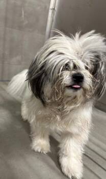 Esme -  Mixed Breed Dog for Adoption in Raleigh, North Carolina - Esme | PetCurious