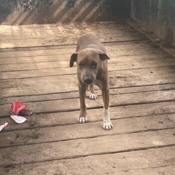 Roy -  Mixed Breed Dog for Adoption in West Palm Beach, Florida - Roy | PetCurious