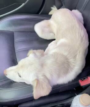 Cotton -  Jindo Dog for Adoption in New York, New York - Cotton | PetCurious