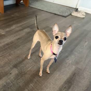 Sheila -  Chihuahua Dog for Adoption in Alafaya, Florida - Sheila | PetCurious