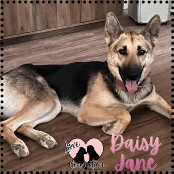 Daisy -  German Shepherd Dog and Husky Dog for Adoption in Gilbert, Arizona - Daisy | PetCurious