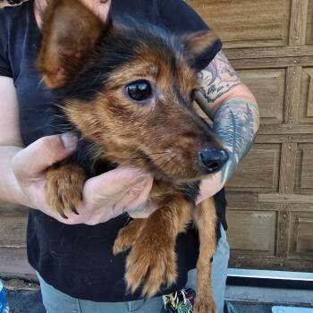 Harriet -  Pomeranian and Mixed Breed Dog for Adoption in Klamath Falls, Oregon - Harriet | PetCurious