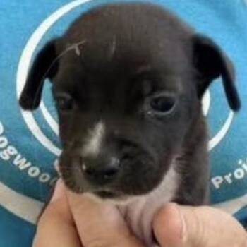 David -  Rat Terrier and Chihuahua Dog for Adoption in Larkfield-wikiup, California - David | PetCurious