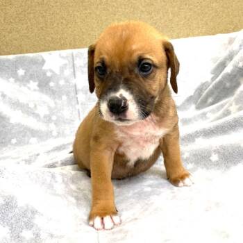 Chuck -  Boxer and Mixed Breed Dog for Adoption in Monroe, Georgia - Chuck | PetCurious