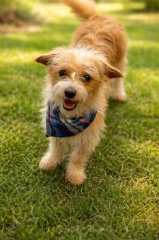 Norfolk Terrier and Terrier Dogs Available for Adoption - Chuy | PetCurious