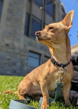 Chihuahua and Terrier Dogs Available for Adoption - Buddy | PetCurious