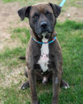Remi -  Labrador Retriever and Mixed Breed Dog for Adoption in Pequot Lakes, Minnesota - Remi | PetCurious