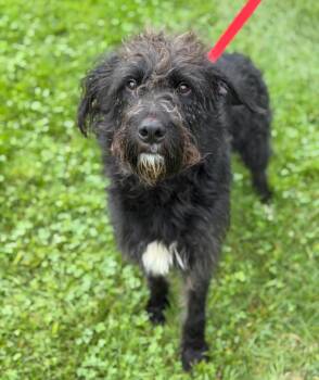 SULLY -  Poodle Dog for Adoption in Carroll, Ohio - SULLY | PetCurious