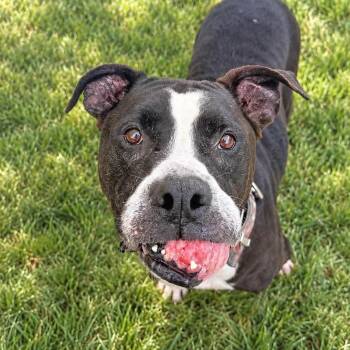 Chewbacca -  Mixed Breed Dog for Adoption in Warren, Ohio - Chewbacca | PetCurious