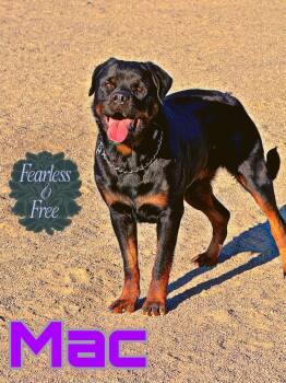 Mac& Cheese -  Rottweiler Dog for Adoption in Perris, California - Mac& Cheese | PetCurious