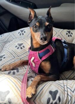Daisy -  Miniature Pinscher Dog for Adoption in Pinellas Park, Florida - Daisy | PetCurious
