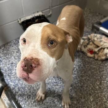 Pit Bull Terrier Dogs Available for Adoption - Billy Bob | PetCurious
