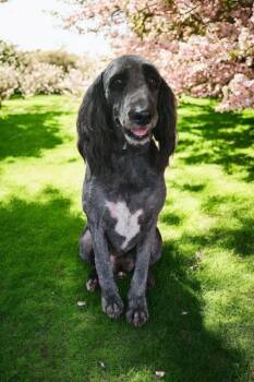 Rescue Aussiedoodle Dogs for Adoption in Cumming, Georgia - Raggedy Ann | PetCurious
