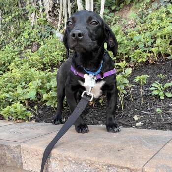 Muscle Car Pup: Viper -  Border Collie and Mixed Breed Dog for Adoption in Falls Church, Virginia - Muscle Car Pup: Viper | PetCurious