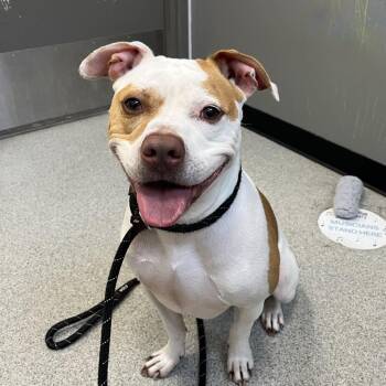 Kilo -  American Staffordshire Terrier Dog for Adoption in Chicago, Illinois - Kilo | PetCurious