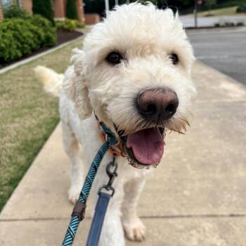Labrador Retriever and Poodle Dogs Available for Adoption in Cumming, Georgia - Ryder 22279 | PetCurious