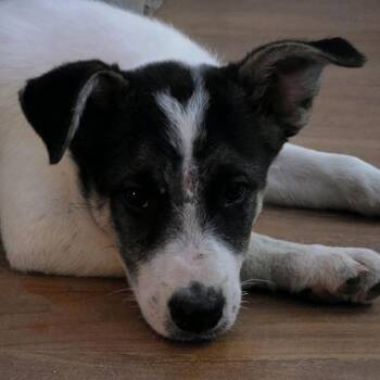 Husky and Shepherd Dogs Available for Adoption in Kansas City, Missouri - Diego | PetCurious