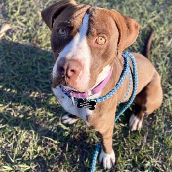 Mixed Breed Dogs Available for Adoption - HM24 Grizz | PetCurious