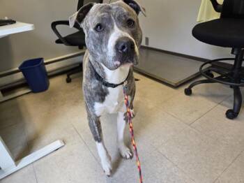 Pit Bull Terrier Dogs Available for Adoption in Kent, Washington - ZUKO | PetCurious