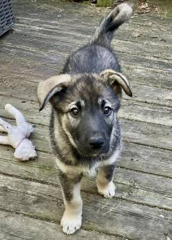 German Shepherd Dog and Husky Dogs Available for Adoption in Toronto, Ontario - Luna | PetCurious