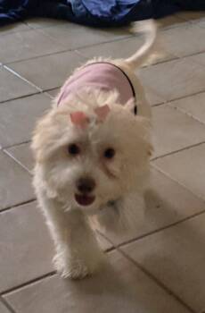 Maltipoo Dogs Available for Adoption in Fallbrook, California - Penelope  | PetCurious