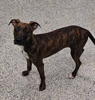 Tanjiro -  Terrier Dog for Adoption in Athens, Tennessee - Tanjiro | PetCurious