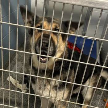 Chase -  Mixed Breed Dog for Adoption in Jeffersonville, Indiana - Chase | PetCurious