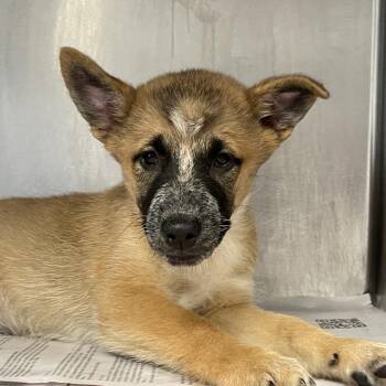 Lyra -  Cattle Dog and Mixed Breed Dog for Adoption in San Antonio, Texas - Lyra | PetCurious