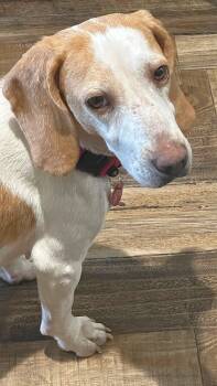 Peaches IV -  Beagle Dog for Adoption in Dunnellon, Florida - Peaches IV | PetCurious