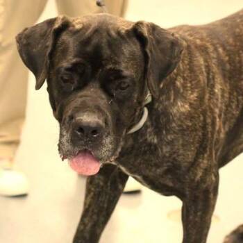 26-01517 ATHENA -  Mastiff Dog for Adoption in Fredericksburg, Virginia - 26-01517 ATHENA | PetCurious