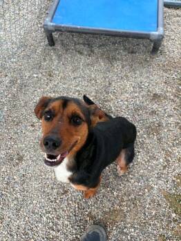 Lacie -  Hound Dog for Adoption in Georgetown, Ohio - Lacie | PetCurious