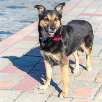 German Shepherd Dog and Mixed Breed Dogs Available for Adoption in St. Louis, Missouri - TANK | PetCurious