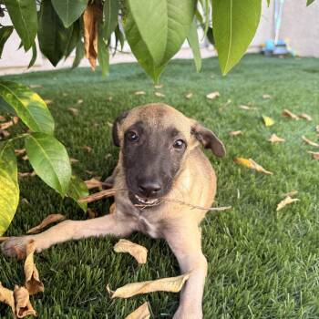 Juniper Joy -  Shepherd and Terrier Dog for Adoption in Escondido, California - Juniper Joy | PetCurious