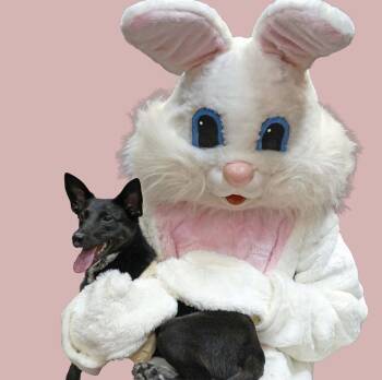 Hound and Labrador Retriever Dogs Available for Adoption in Milton, Georgia - Peanut Jane | PetCurious