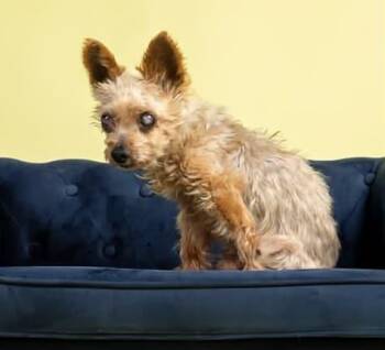 Rescue Yorkshire Terrier Dogs for Adoption in Cleveland, Ohio - Robbie | PetCurious