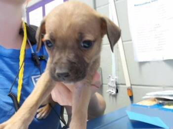 CHEERIOS -  Pit Bull Terrier and Mixed Breed Dog for Adoption in Tulsa, Oklahoma - CHEERIOS | PetCurious