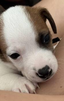 Melon -  Chihuahua and Mixed Breed Dog for Adoption in Severance, Colorado - Melon | PetCurious