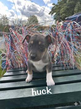 Australian Shepherd and Mixed Breed Dogs Available for Adoption in Irwin, Pennsylvania - Huck | PetCurious