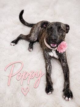 Poppy -  Hound and Mountain Cur Dog for Adoption - Poppy | PetCurious